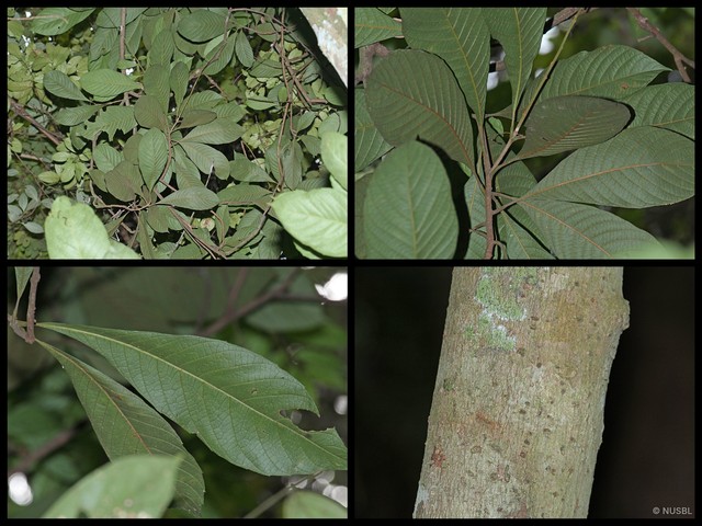 Meliosma simplicifolia fruticosa • © NUSBL • All Rights Reserved