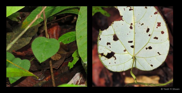 Cyclea laxiflora • © Yeoh Yi Shuen • All Rights Reserved