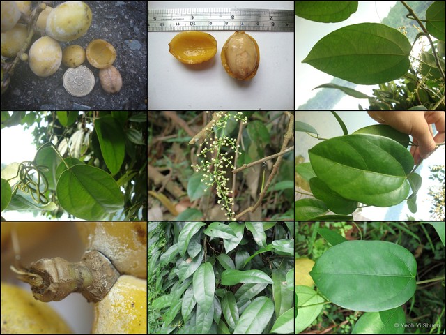 Fibraurea tinctoria • © Yeoh Yi Shuen • All Rights Reserved
