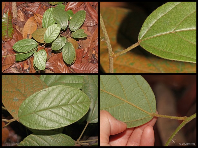 Limacia scandens • © Louise Neo • All Rights Reserved