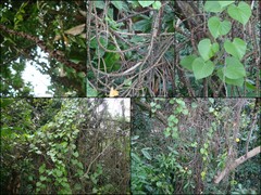 Tinospora crispa