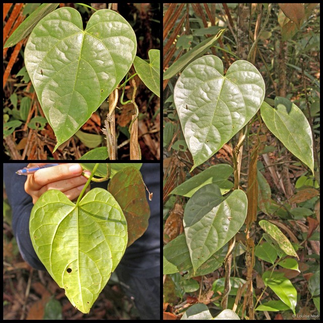 Tinospora macrocarpa • © Louise Neo • All Rights Reserved