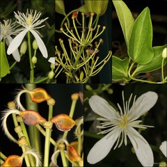 Clematis aristata