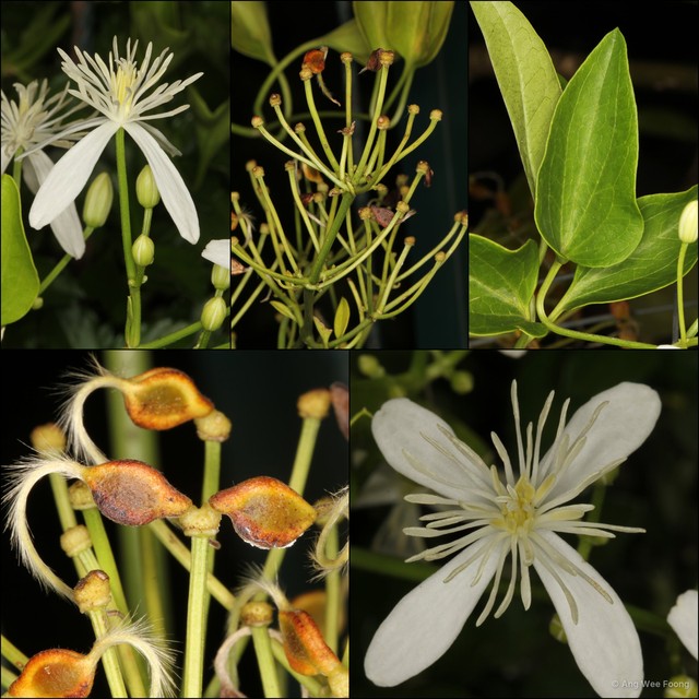 Clematis aristata • © Ang Wee Foong • All Rights Reserved