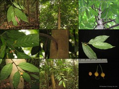Gironniera parvifolia