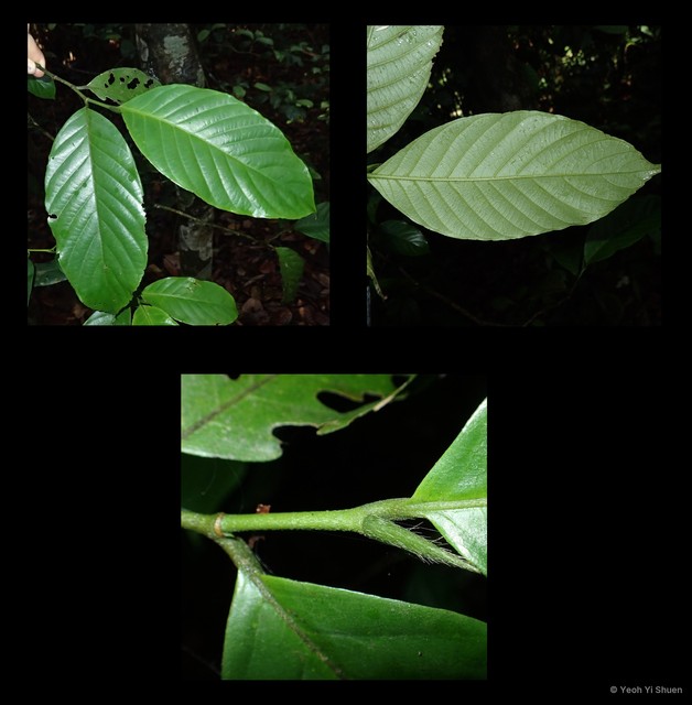 Gironniera subaequalis • © Yeoh Yi Shuen • All Rights Reserved