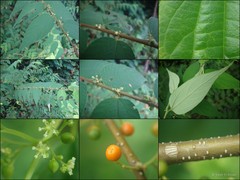 Trema cannabina