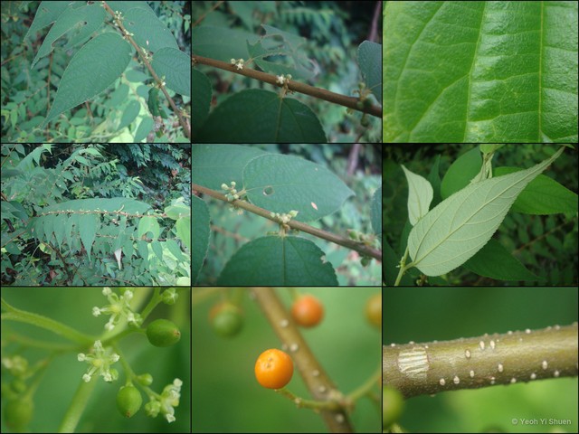 Trema cannabina • © Yeoh Yi Shuen • All Rights Reserved