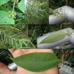 Trema tomentosum