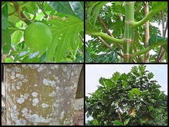 Artocarpus altilis