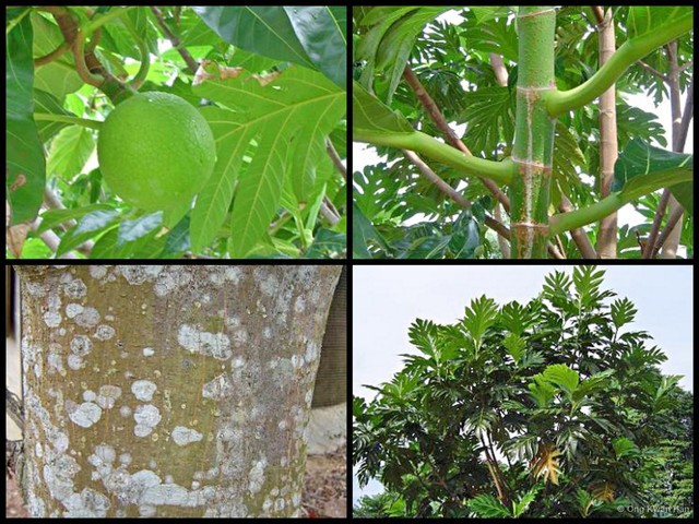 Artocarpus altilis • © Ong Kwan Han • All Rights Reserved