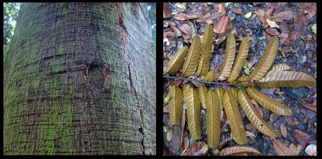 Artocarpus anisophyllus • © Yeoh Yi Shuen • All Rights Reserved