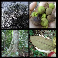 Artocarpus dadah