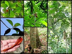 Artocarpus elasticus