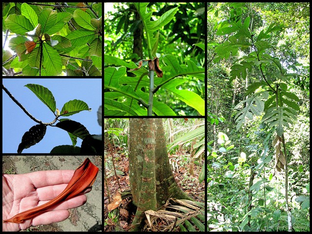 Artocarpus elasticus • © Tony O'Dempsey • All Rights Reserved