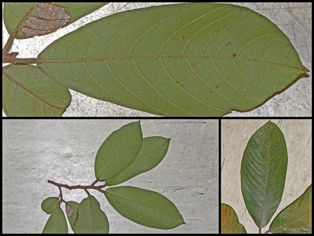Artocarpus fulvicortex • © Louise Neo • All Rights Reserved