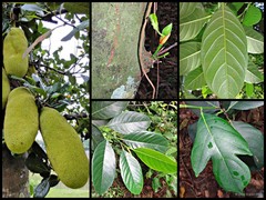 Artocarpus heterophyllus
