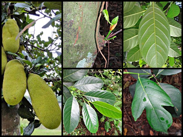 Artocarpus heterophyllus • © Ong Kwan Han • All Rights Reserved