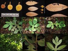 Artocarpus hispidus