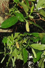 Artocarpus integer