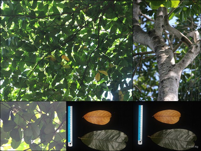 Artocarpus lamellosus • © Cerlin Ng • All Rights Reserved