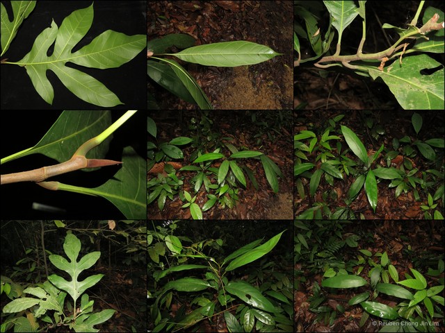 Artocarpus lanceifolius • © Reuben Chong Jin Lim • All Rights Reserved