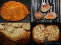 Artocarpus odoratissimus