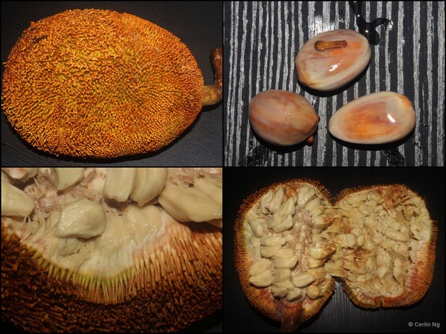 Artocarpus odoratissimus • © Cerlin Ng • All Rights Reserved