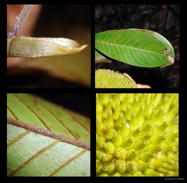 Artocarpus rigidus • © Yeoh Yi Shuen • All Rights Reserved