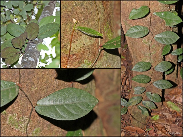 Ficus (Synoecia) apiocarpa • © Louise Neo • All Rights Reserved