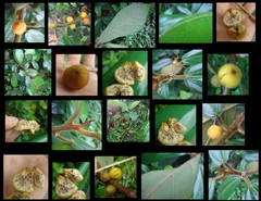 Ficus (Synoecia) aurata var. aurata