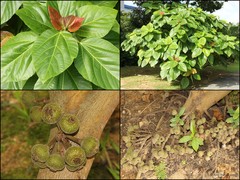 Ficus auriculata