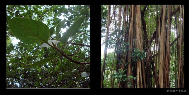 Ficus benghalensis • © Yeoh Yi Shuen • All Rights Reserved