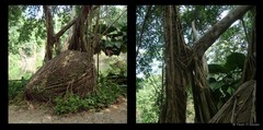 Ficus benjamina