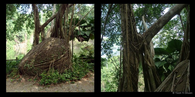 Ficus benjamina • © Yeoh Yi Shuen • All Rights Reserved