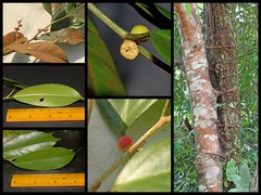 Ficus binnendykii