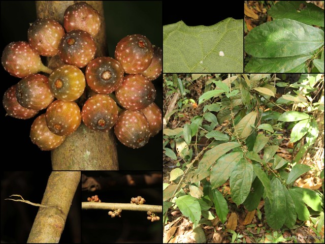 Ficus obscura var. borneensis • © Ang Wee Foong • All Rights Reserved