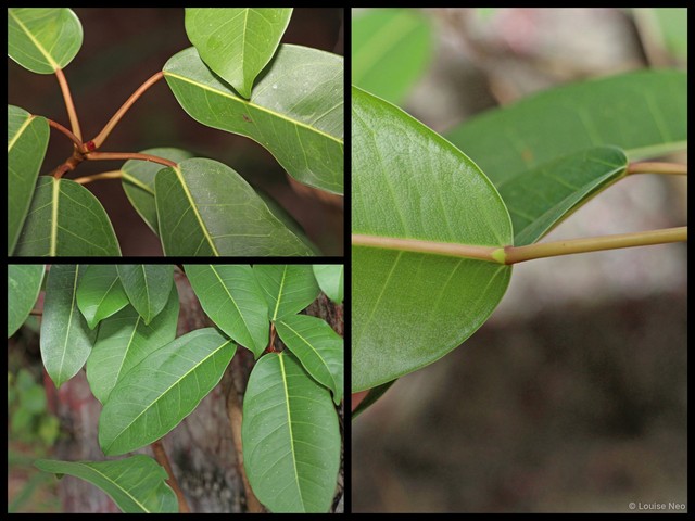 Ficus caulocarpa • © Louise Neo • All Rights Reserved