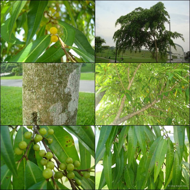 Ficus celebensis • © Ong Kwan Han • All Rights Reserved