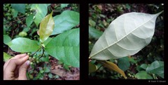 Ficus (Synoecia) chartacea