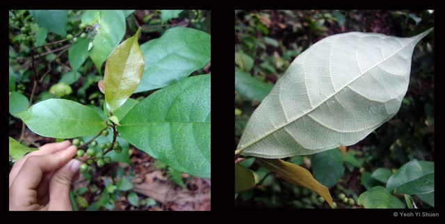 Ficus (Synoecia) chartacea • © Yeoh Yi Shuen • All Rights Reserved
