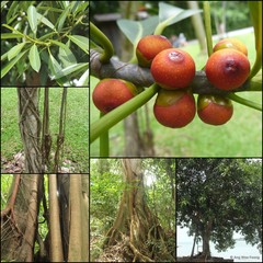Ficus crassiramea