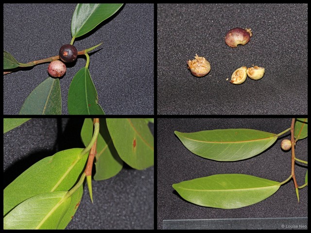 Ficus delosyce • © Louise Neo • All Rights Reserved