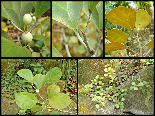 Ficus (Synoecia) deltoidea • © Ong Kwan Han • All Rights Reserved
