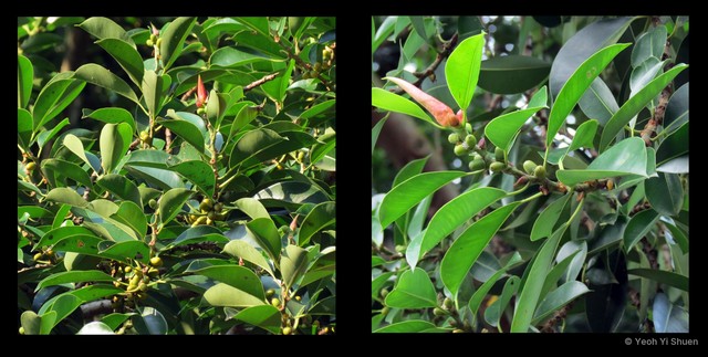 Ficus elastica • © Yeoh Yi Shuen • All Rights Reserved