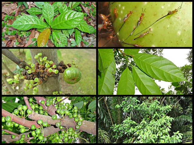 Ficus fistulosa • © Ong Kwan Han • All Rights Reserved