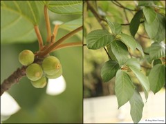 Ficus (Synoecia) glandulifera