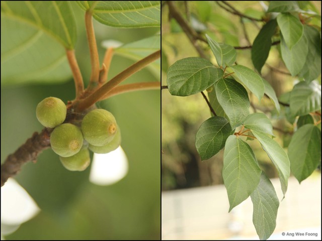 Ficus (Synoecia) glandulifera • © Ang Wee Foong • All Rights Reserved