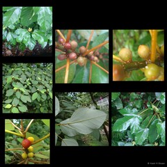 Ficus (Synoecia) grossularioides var. grossularioides