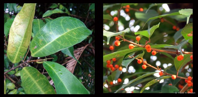 Ficus heteropleura • © Yeoh Yi Shuen • All Rights Reserved